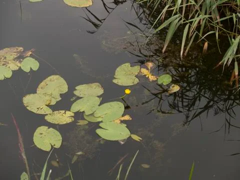 Pond Stock Photos