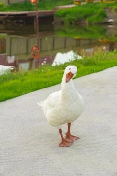 At the pond 写真素材