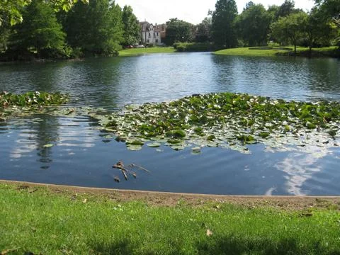 Pond Stock Photos