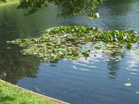 Pond Stock Photos