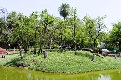 Pond Stock Photos