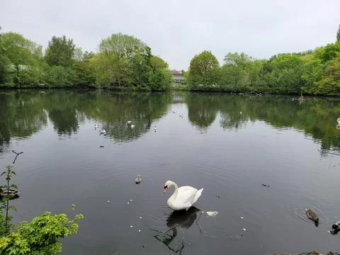Pond Stock Photos