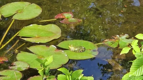Pond plant with frog on top. Stock Footage 337947994