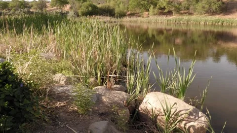 Pond With Plants Blowing In The Wind Stock-Footage 276597343