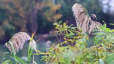 Pond plants in blurred nature background. Stock Footage 120215451