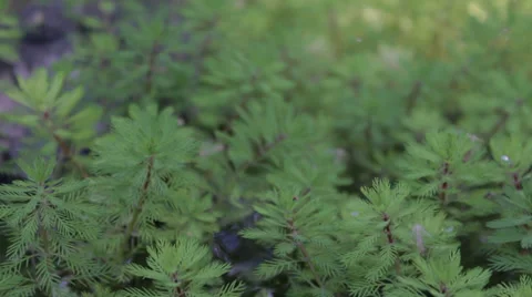 Pond Plants 库存影片 39172674