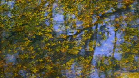 POND PLANTS Video stock 162995219