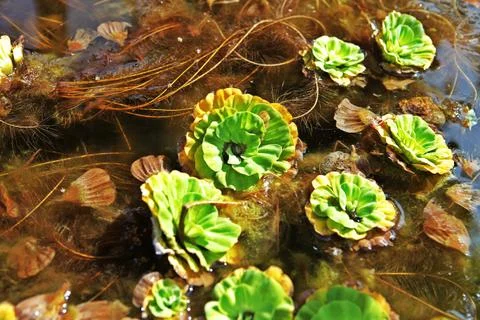 Pond plants Stock Photos