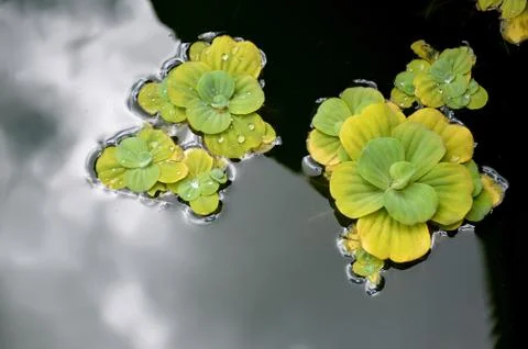 Pond plants Stock Photos