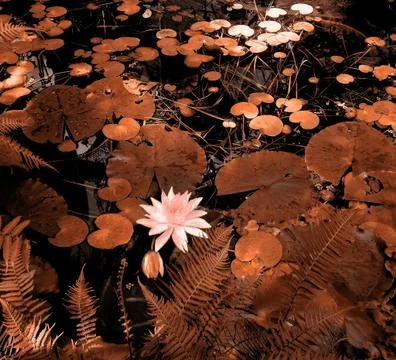 Pond of plants Foto stock