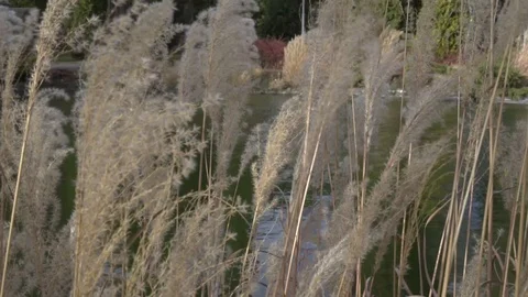 Pond plants water Stock Footage 97652159