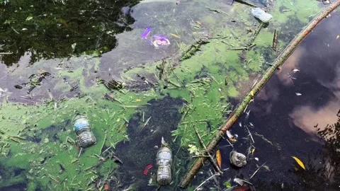 Pond Pollution Vidéo 283136433