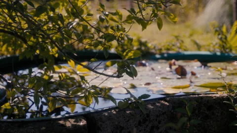 Pond Pool Handheld Stock Footage 163471763