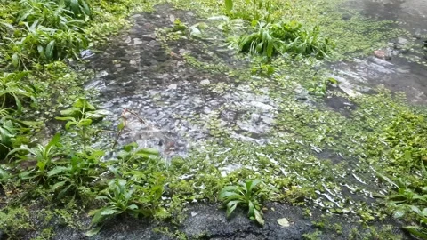 Pond, Rain Falling on the Earth Video stock 326109073