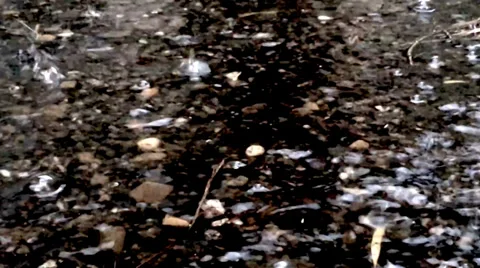 Pond In The Rain Stock Footage 33921751