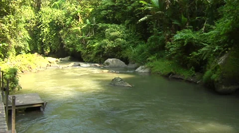 Pond in the rain forest in Bali Stock Footage 41379660