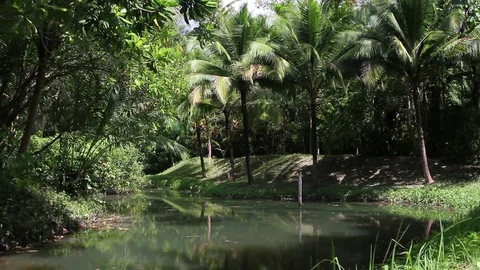 Pond in the rain forest lit by sunlight Stock Footage 77531528