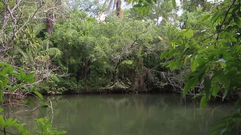 Pond in the rainforest Stock Footage