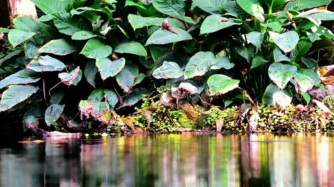 Pond in a Rainforest Video stock 103689985