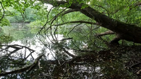 Pond  on a rainy day Stock Footage 238782835