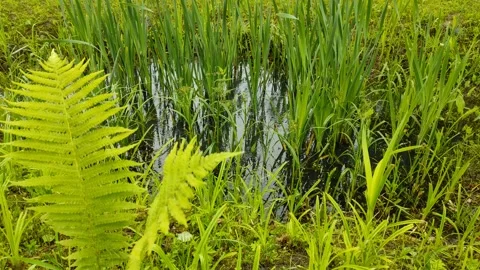 Pond in rainy weather Stock Footage 336218968