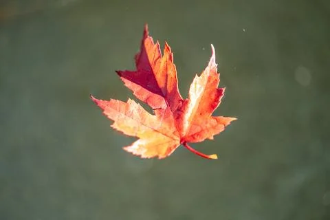 Pond with Red Maple Leaf Floating Foto stock