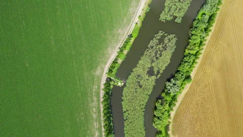 Pond with reedbed in the middle separating green and golden agricultural fields Stock Footage 262906866