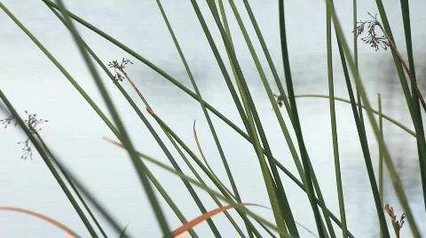 Pond reeds Stock Footage 608434