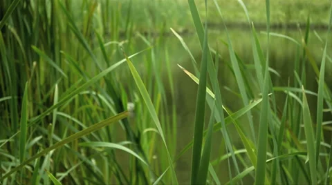 A pond with reeds in the forest Stock Footage 31530600