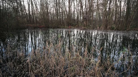 Pond with reeds in a small forest on a cold winter morning 2 Stock Footage 120953291