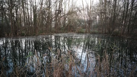 Pond with reeds in a small forest on a cold winter morning 3 Stock Footage 120953594