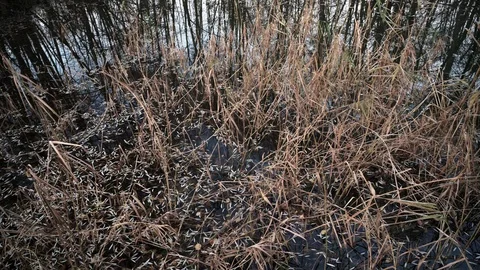 Pond with reeds in a small forest on a cold winter morning Stock Footage 120953917