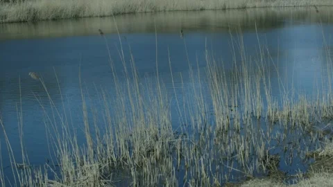 Pond With Reeds In A Small Forest Video stock 234240638