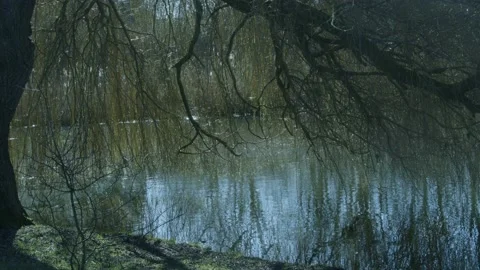 Pond With Reeds In A Small Forest Video stock 234243096