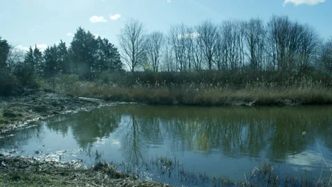 Pond With Reeds In A Small Forest Video stock 234243219
