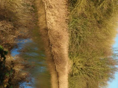 Pond reflecting vegetation in winter Stock Photos