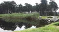 Pond with reflecting water reed and pines landscape pan HD Footage