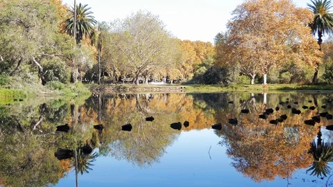 Pond with reflection with ducks swimming - Hyde Park, Perth Stock Footage 108200150