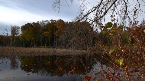 Pond reflection 库存影片 97709738