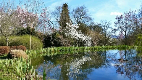 Pond with reflection of spring flowers Stock Footage 92187446
