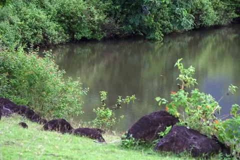 A pond with a reflection of trees and bushes Stock Photos