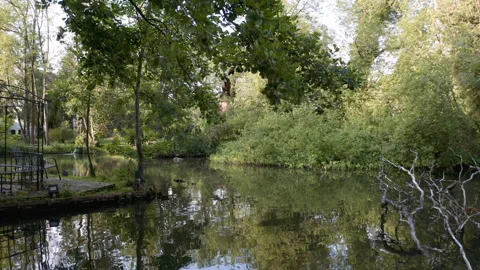 Pond reflection with trees in autumn and dead tree in water 4K Stock-Footage 145422273