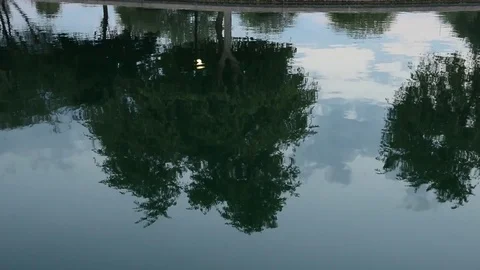 Pond reflection of trees during sunrise Video stock 79215101