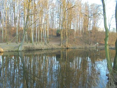 Pond reflections below leafless birch and mixed deciduous forest in winter Stock Photos