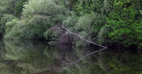Pond with reflections of a birch in a park in summer Stock Footage 244674205
