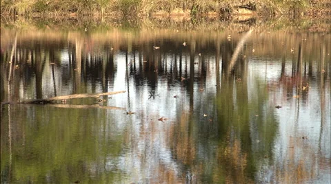 Pond Reflections Stock Footage 40480320