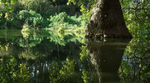 Pond reflections Stock Footage 54620445