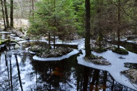 Pond reflections Stock Photos