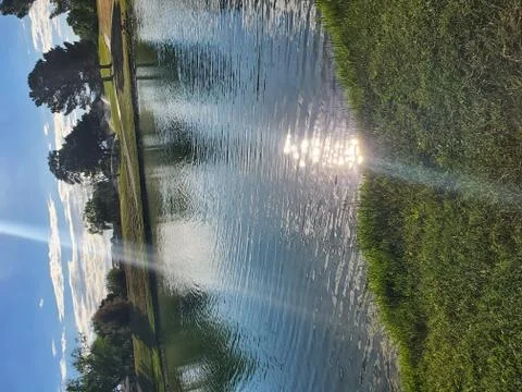 Pond reflections Stock Photos