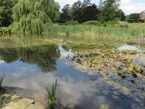 Pond reflections Stock Photos